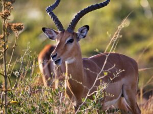 Amathanda Hunting Safaris (Copy)